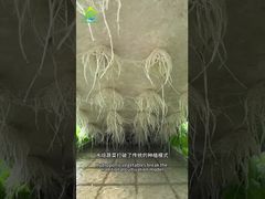 Sistem budidaya tanpa tanah DWC