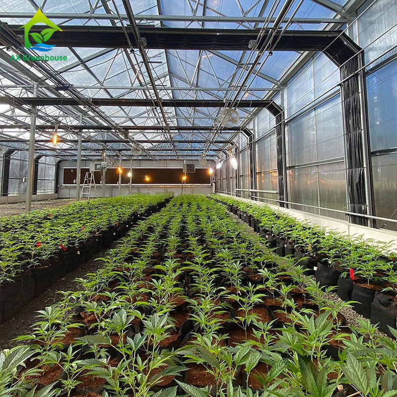 PE Film 220V Auto Light Deprivation Greenhouse 100% Blackout High Tunnel Greenhouse untuk penanaman Mariguana