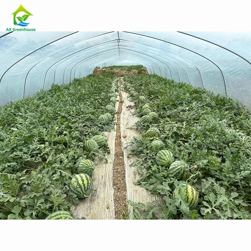 Kekuatan Tinggi Instalasi Mudah Polytunnel Rumah Kaca Pencegahan Serangga Meningkatkan Produksi