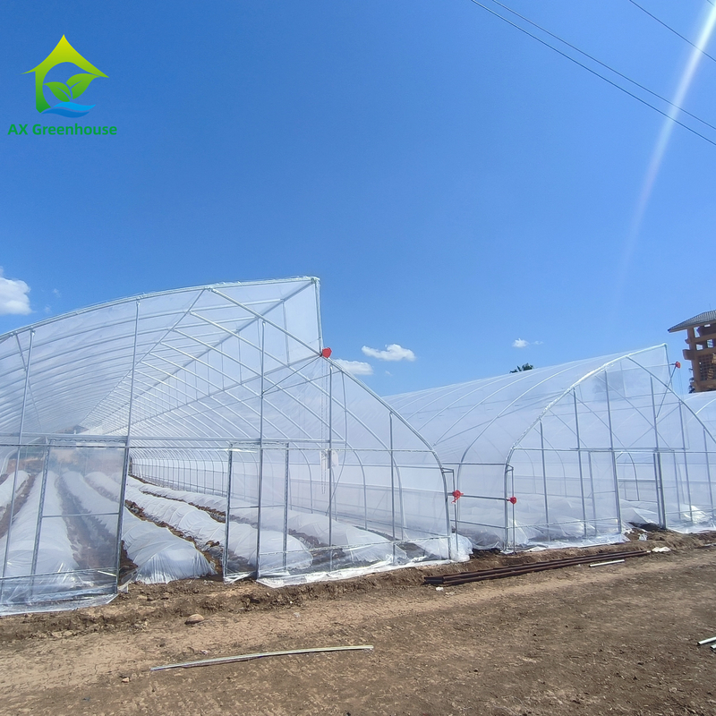 Single-Span Sawtooth Desain Tropical Plastic Film Greenhouse Tunnel Disesuaikan untuk Pertanian Sayuran