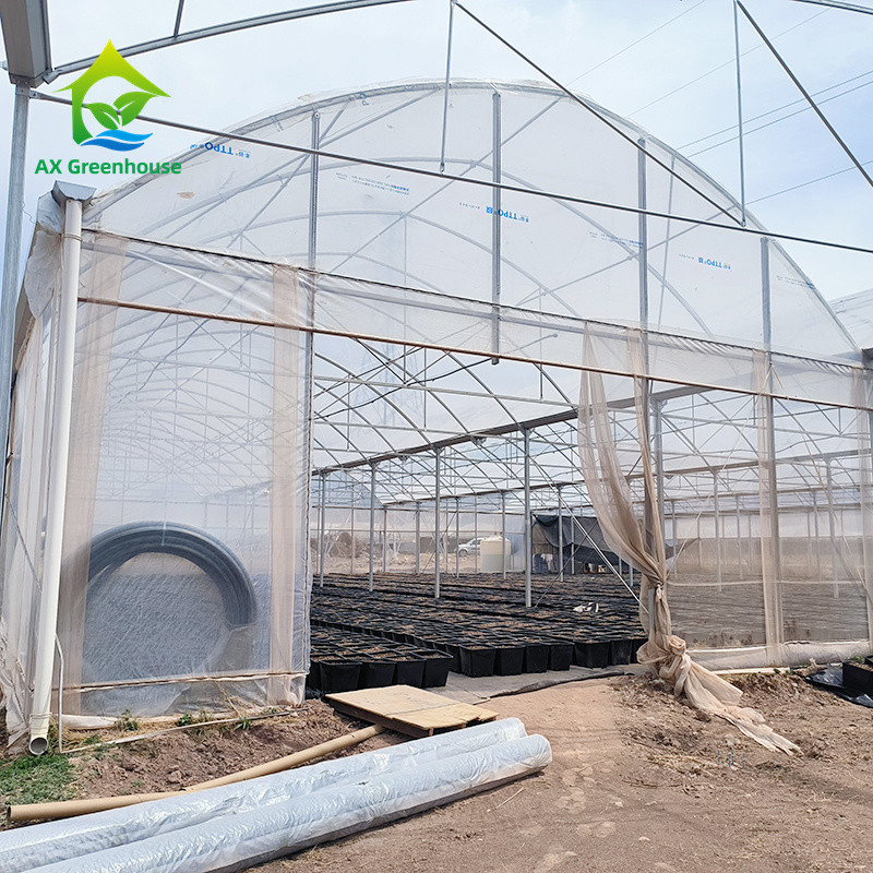 Struktur Kerangka Logam Tropis Multi Span Tomato Polytunnel Rumah Kaca Untuk Buah-buahan Sayuran