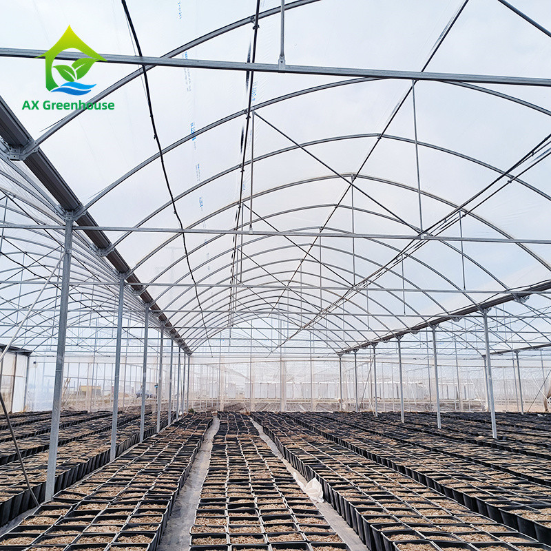 Struktur Kerangka Logam Tropis Multi Span Tomato Polytunnel Rumah Kaca Untuk Buah-buahan Sayuran