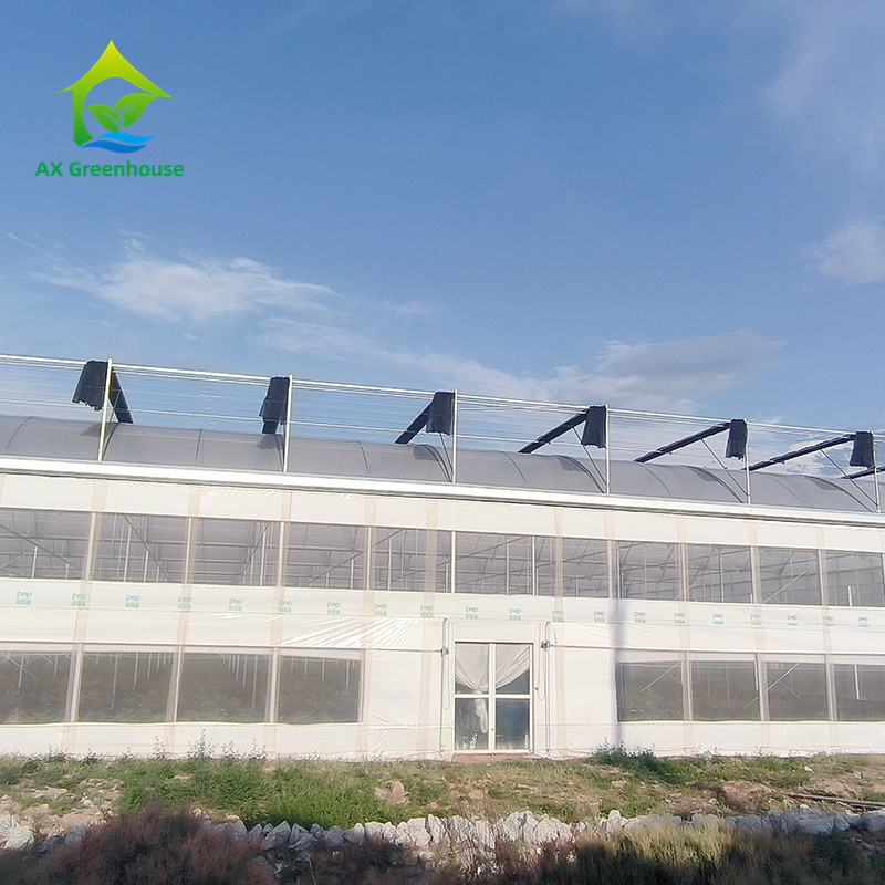 Struktur Kerangka Logam Tropis Multi Span Tomato Polytunnel Rumah Kaca Untuk Buah-buahan Sayuran