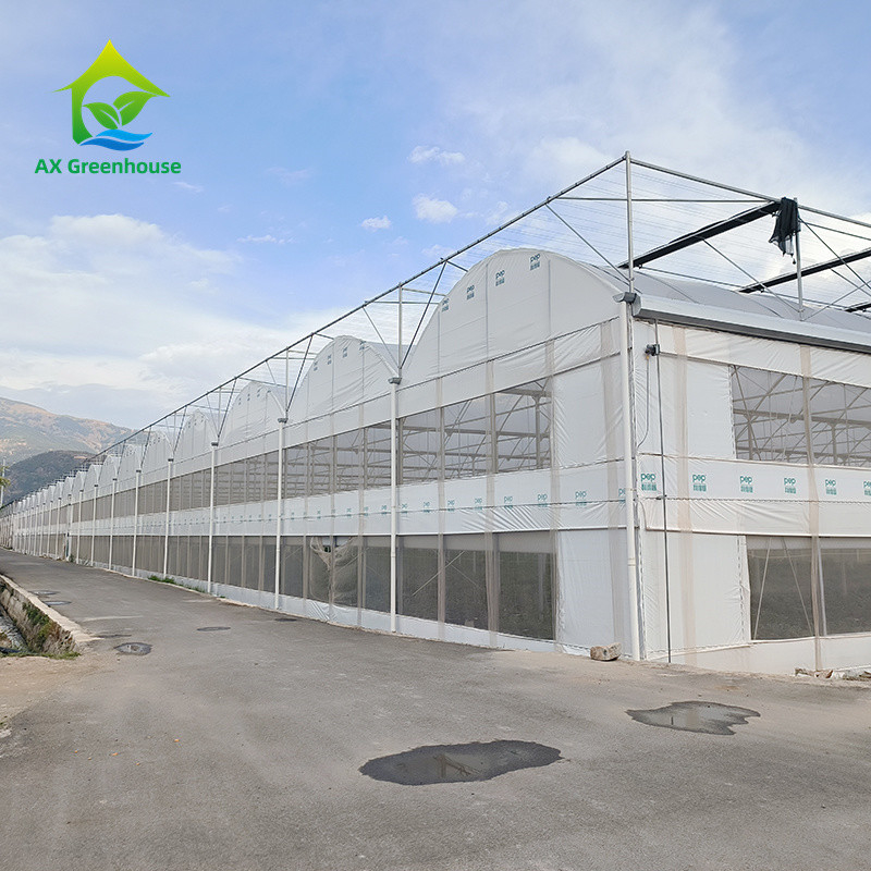 Struktur Kerangka Logam Tropis Multi Span Tomato Polytunnel Rumah Kaca Untuk Buah-buahan Sayuran