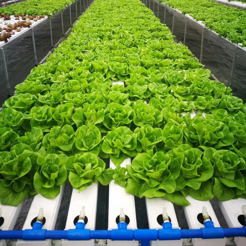 Tanah Tanpa Pertanian Indoor Strawberry Tumbuh PVC Tabung Untuk Hydroponics Sistem NFT Untuk Dijual