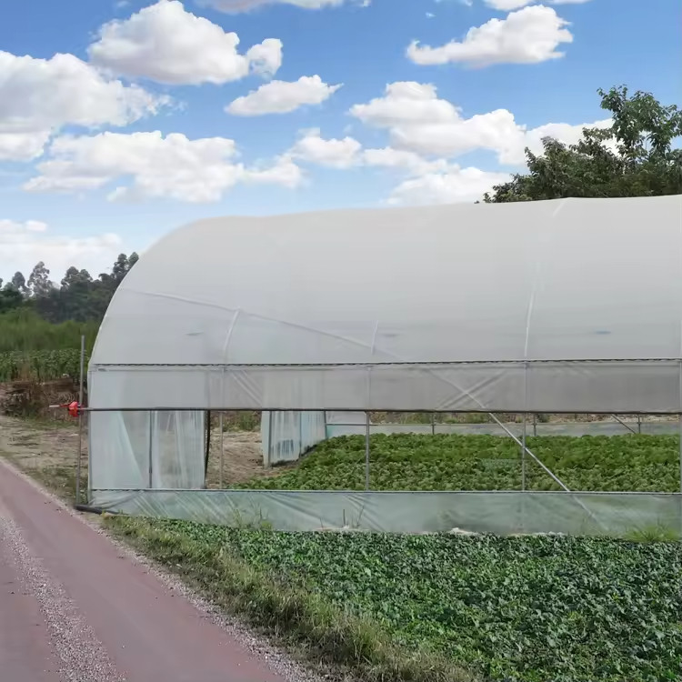 Tenda Rumah Kaca Sayuran Buah Single-span Tahan UV Film PE Plastik Biaya Rendah