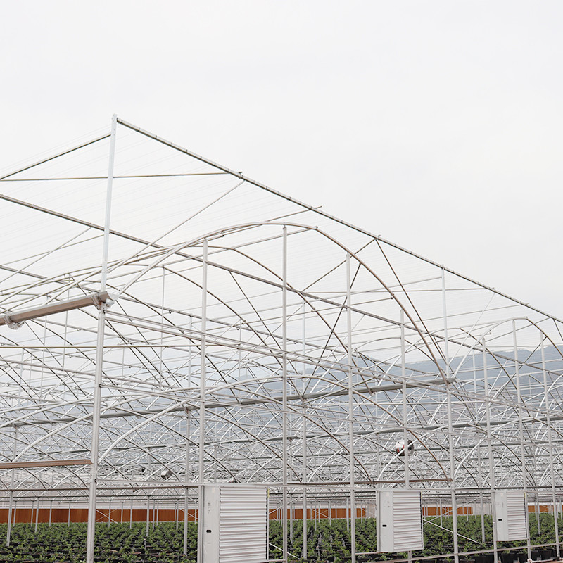 Hot Galvanized Steel Structure Multi-Span Plastic Film Custom Greenhouse dengan Tropical Top Ventilation Sawtooth Design