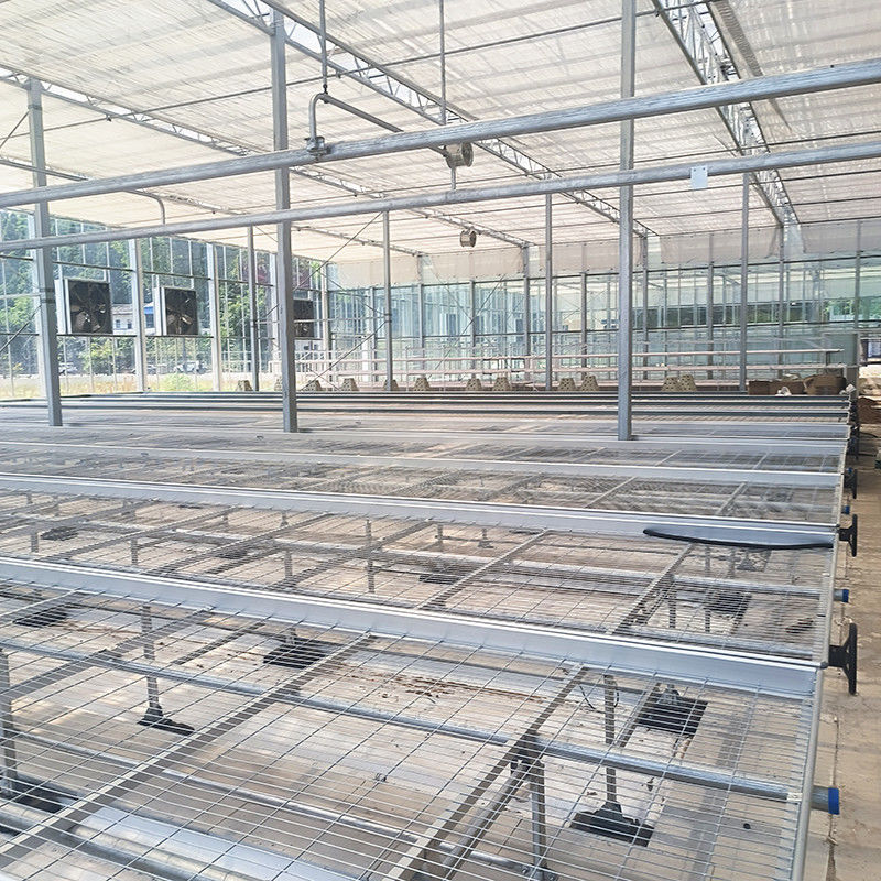 Customized Greenhouse Rolling Bench Grow Table dengan keuntungan konstruksi yang mudah dan Hot Galvanized Steel Frame Structure