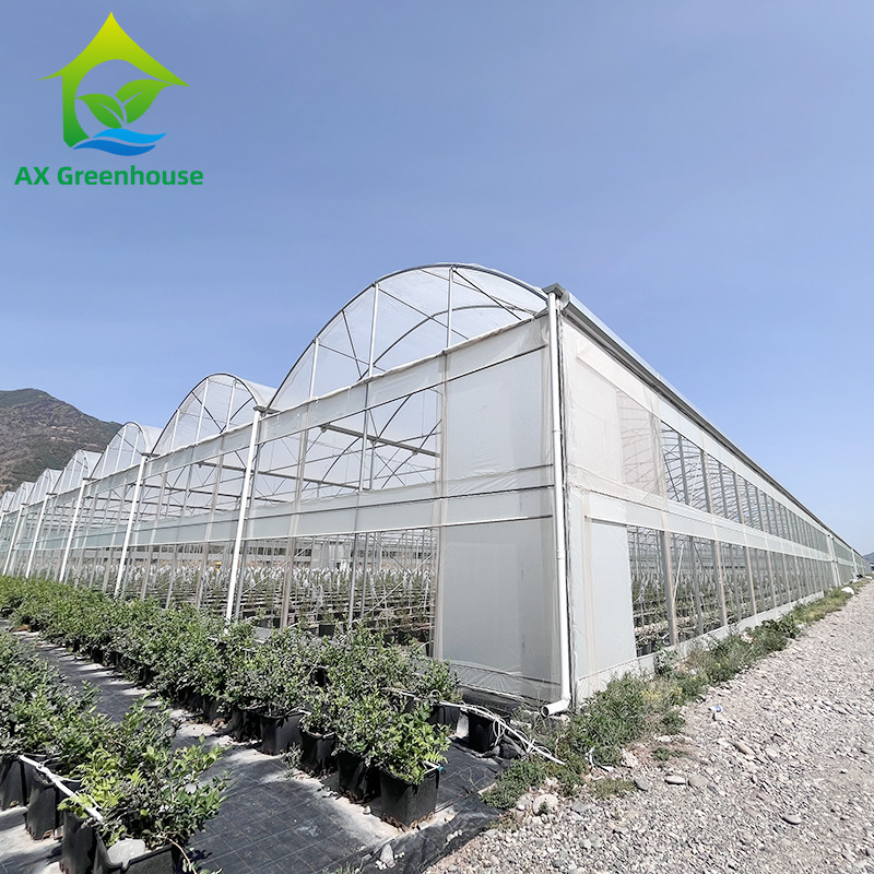 Hot Galvanized Steel Structure Multi-Span Plastic Film Custom Greenhouse dengan Tropical Top Ventilation Sawtooth Design
