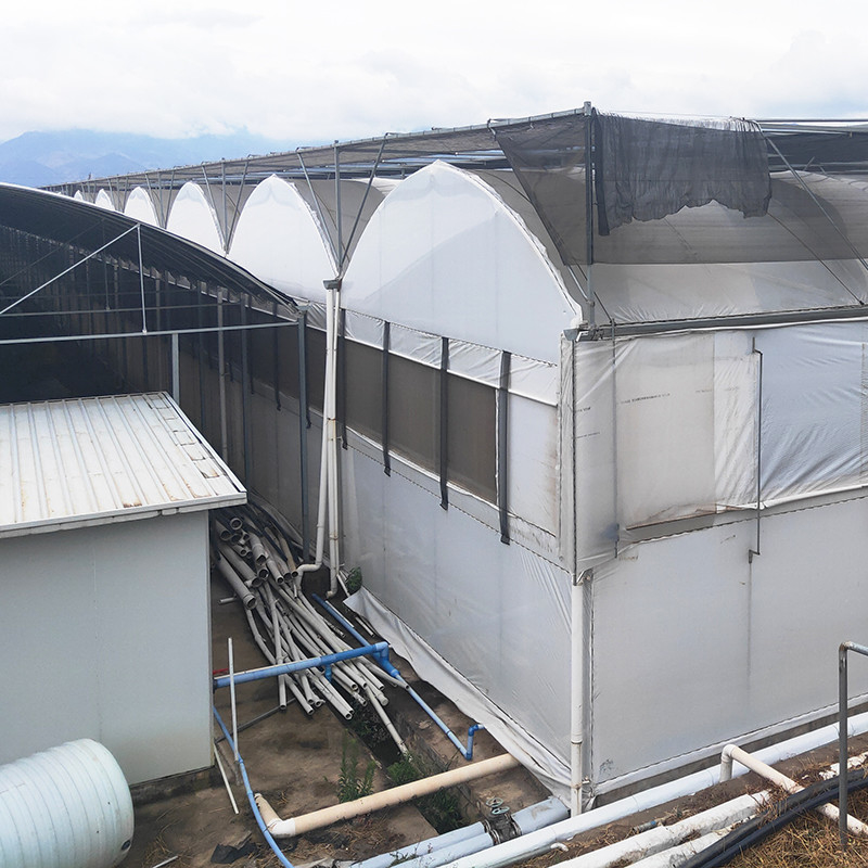 Hot Galvanized Steel Pipe Nursery Multi-span Panda Film Blackout System Jamur Rumah kaca tropis