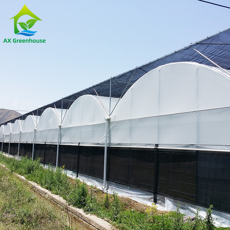 Hot Galvanized Steel Pipe Nursery Multi-span Panda Film Blackout System Jamur Rumah kaca tropis