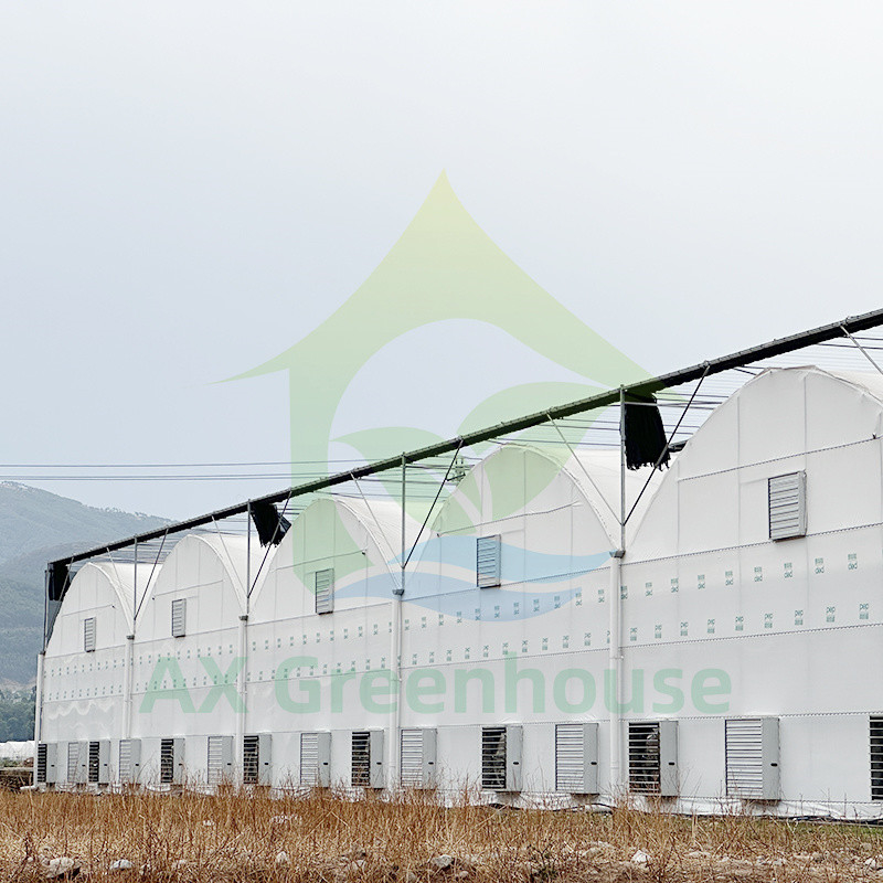 Hot Sale Customized Poly Tunnel Multi-span UV Resistant Film Greenhouses untuk Tomat