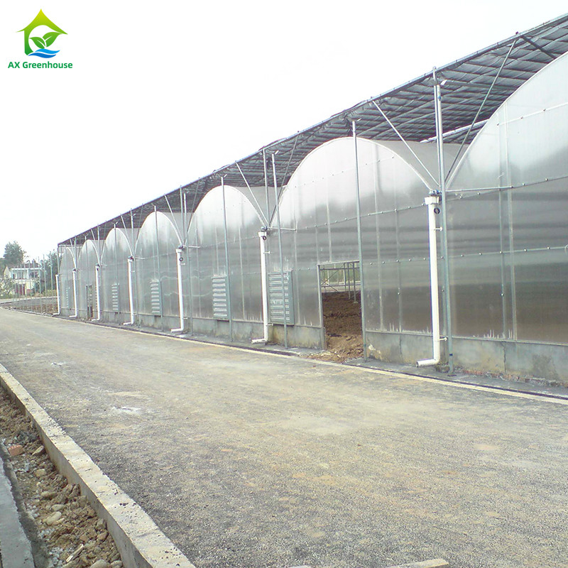 Struktur Baja Film Tahan UV Poly Tunnel Multi-span Rumah Kaca Sayuran untuk Tomat