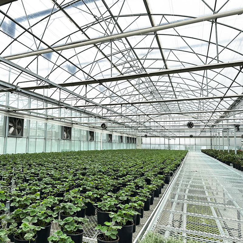 Struktur Baja Film Tahan UV Poly Tunnel Multi-span Rumah Kaca Sayuran untuk Tomat