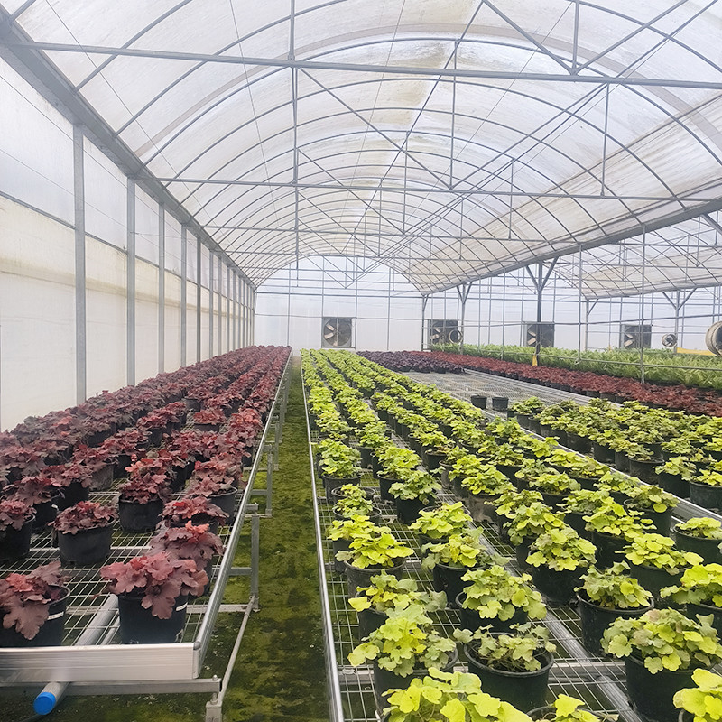 Hot Sale Customized Poly Tunnel Multi-span UV Resistant Film Greenhouses untuk Tomat