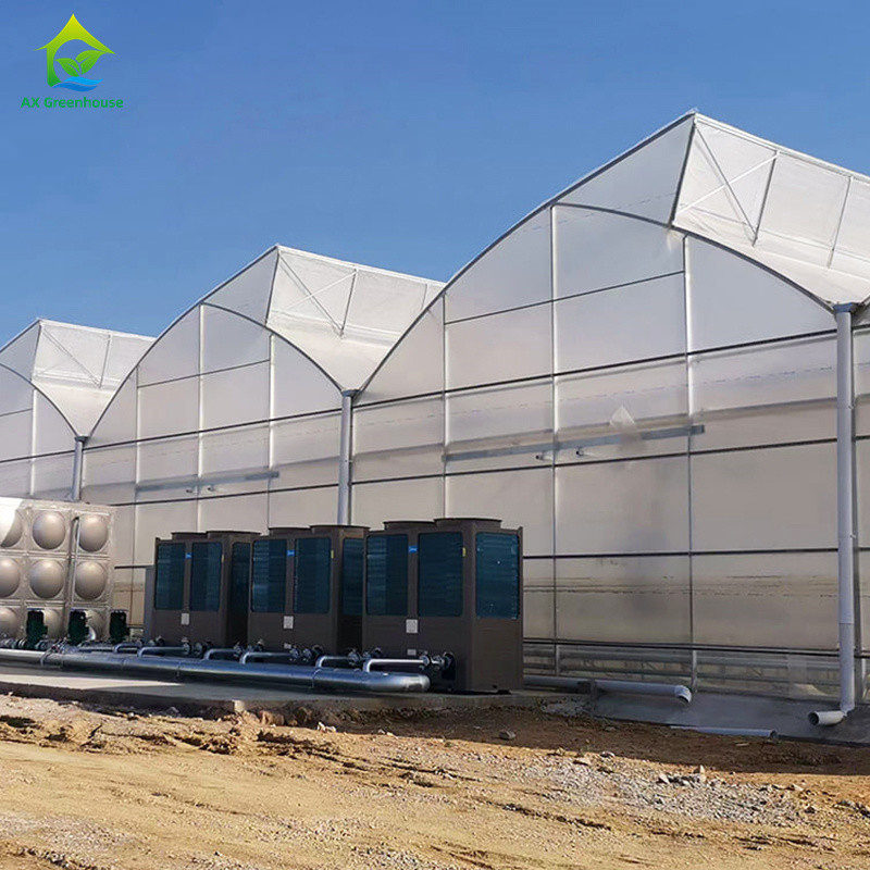 Multi-Span Poly Tunnel Greenhouse dengan atap gigi gergaji untuk ventilasi alami dan difusi cahaya