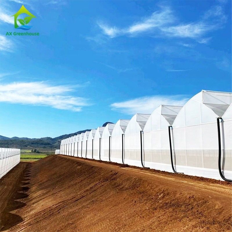 Plastik UV Film Poly Tunnel Pertanian Sawtooth Multi-span Custom rumah kaca untuk dijual