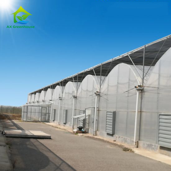 Struktur yang stabil tahan angin multi-span terowongan besar Poly Film Hydroponic rumah kaca untuk irigasi