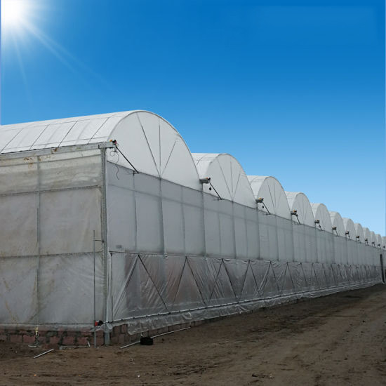 Struktur yang stabil tahan angin multi-span terowongan besar Poly Film Hydroponic rumah kaca untuk irigasi
