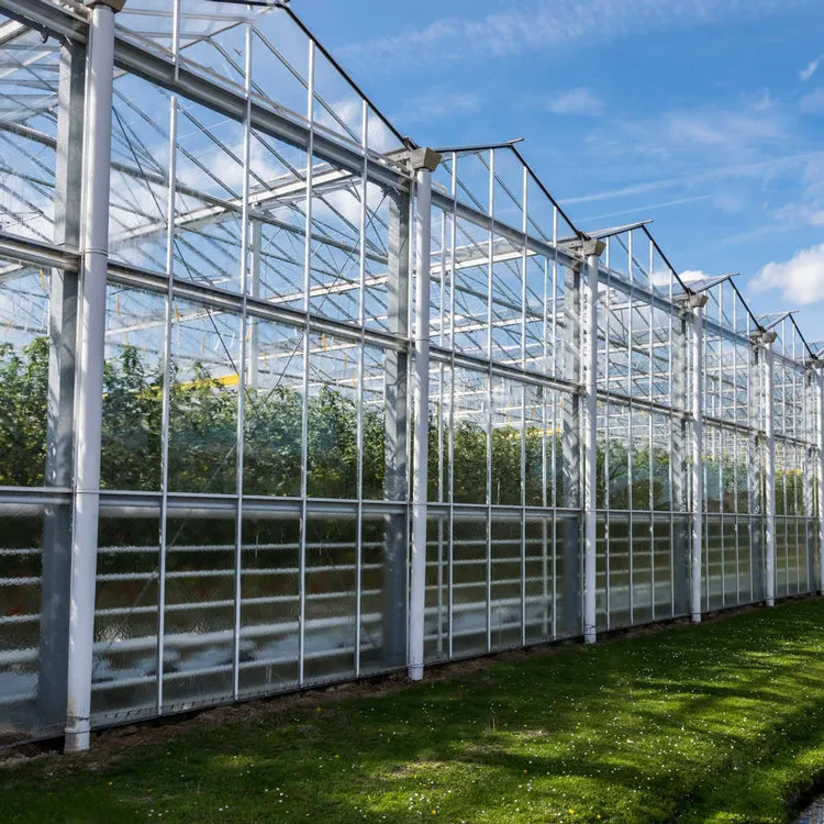 Hot Dip Galvanized Steel Multi-Span Venlo Tempered Glass Tomato Greenhouse untuk Kondisi Pertumbuhan yang Optimal