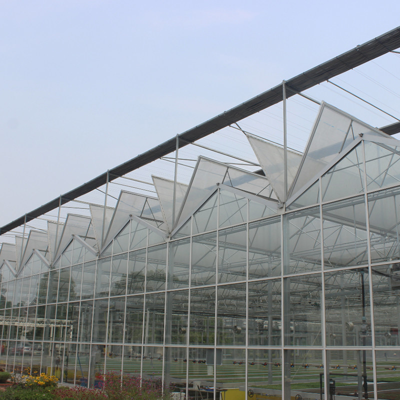 Hot Dip Galvanized Steel Multi-Span Venlo Tempered Glass Tomato Greenhouse untuk Kondisi Pertumbuhan yang Optimal