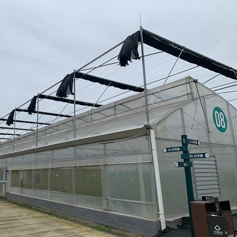 Multi-Span Poly Tunnel Greenhouse dengan atap gigi gergaji untuk ventilasi alami dan difusi cahaya