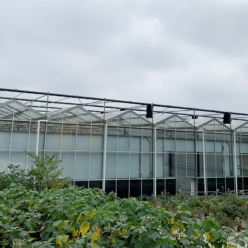 Hot Dip Galvanized Steel Structure Automatic Ventilation Agricultural Glass Venlo Multi-span Tomato Seedling Greenhouse Rumah kaca