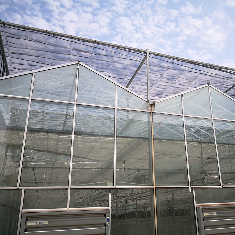 Pertanian Cerdas Jenis Venlo Pertanian Kaca Tempered Terowongan Besar Multi-span Rumah Kaca