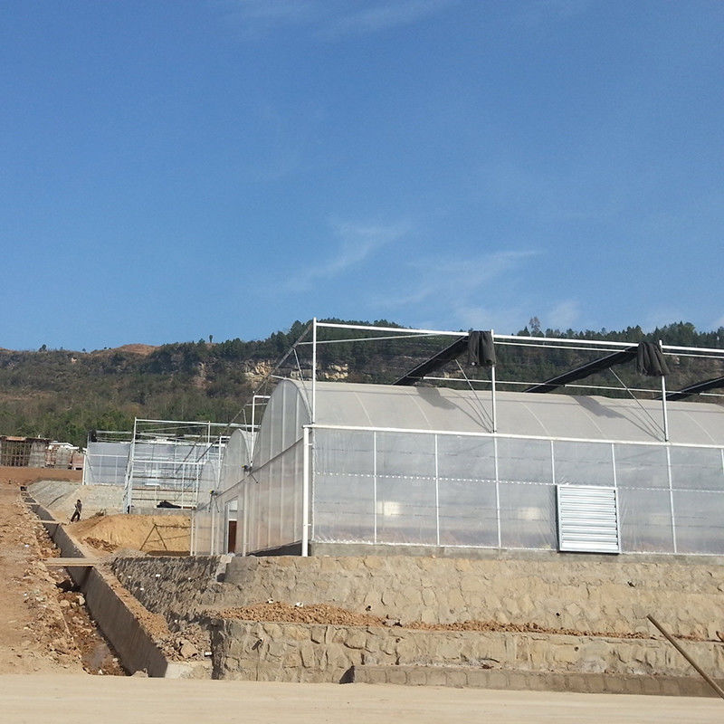 Rumah Kaca Terowongan Poli yang Andal Rangka Baja Anti Karat Film Tahan Lama untuk Tomat