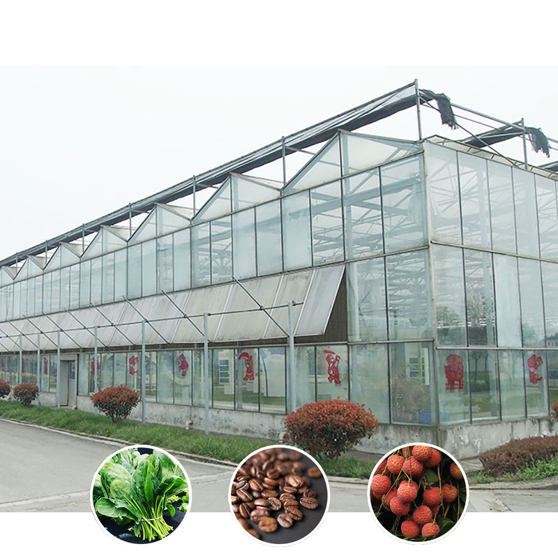 Pertanian Cerdas Jenis Venlo Pertanian Kaca Tempered Terowongan Besar Multi-span Rumah Kaca