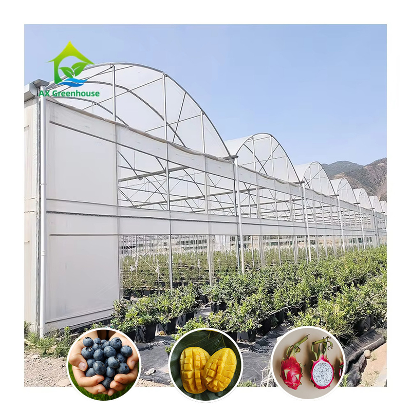 Struktur Baja Terowongan Besar Custom Multi-span Plastik Blueberry tumbuh rumah kaca untuk struktur yang stabil