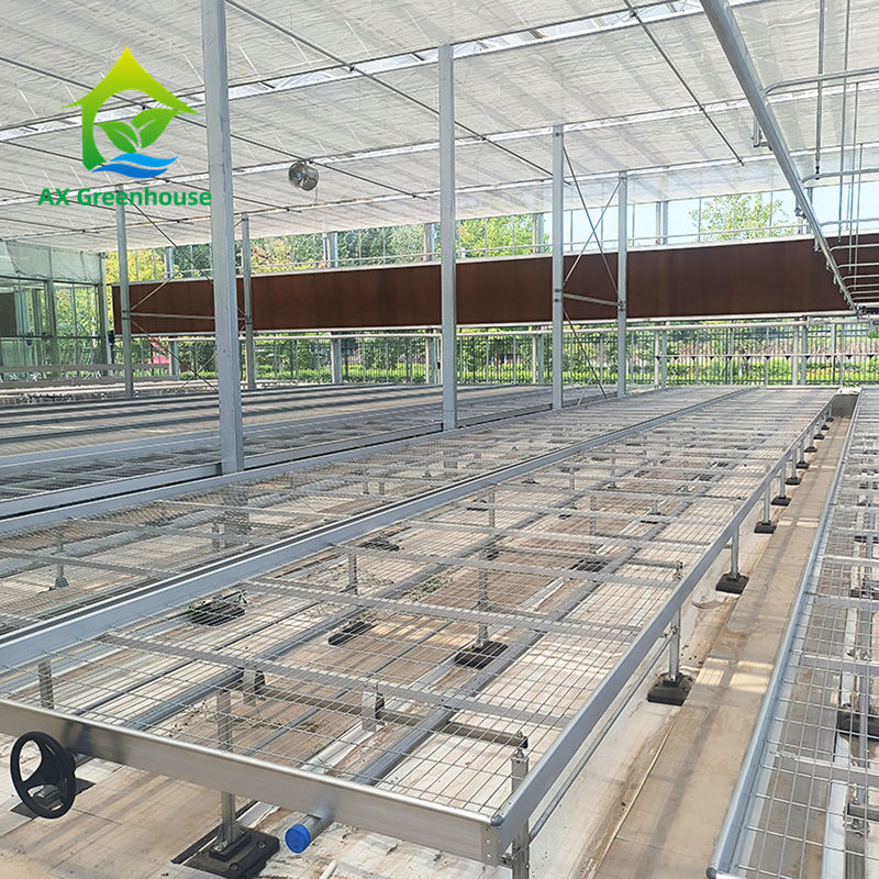 Customized Greenhouse Rolling Bench Grow Table dengan keuntungan konstruksi yang mudah dan Hot Galvanized Steel Frame Structure