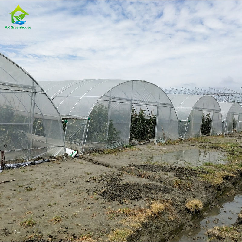 Tenda Rumah Kaca Sayuran Buah Single-span Tahan UV Film PE Plastik Biaya Rendah