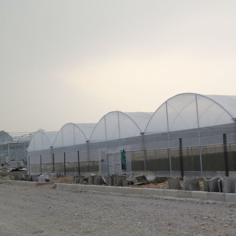 Komersial Polytunnel Multi-Span Rumah Kaca Desain Modular Budidaya Berskala Besar Galvanis Baja Film UV