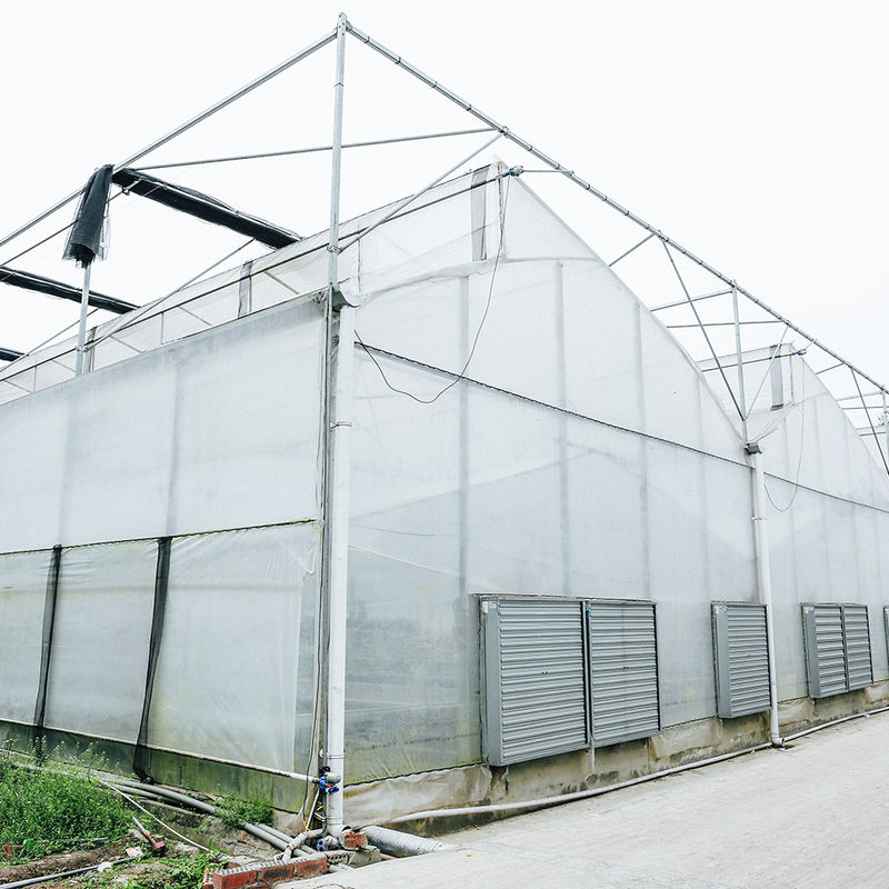 Multi-Span Poly Tunnel Greenhouse dengan atap gigi gergaji untuk ventilasi alami dan difusi cahaya