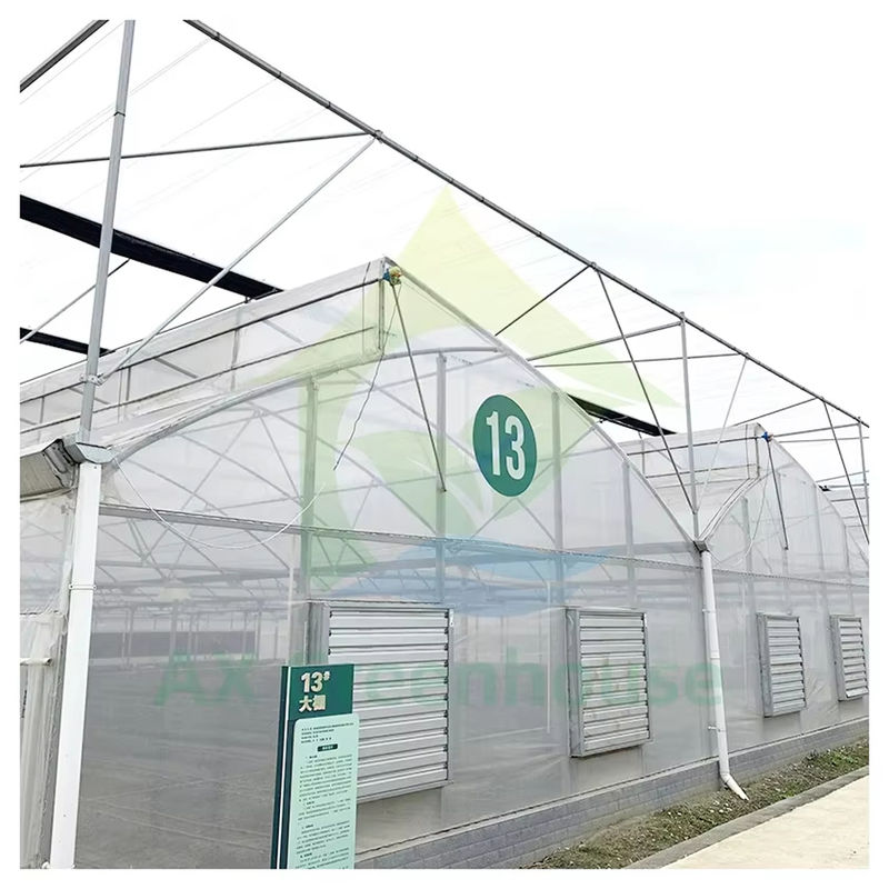 Multi-Span Poly Tunnel Greenhouse dengan atap gigi gergaji untuk ventilasi alami dan difusi cahaya