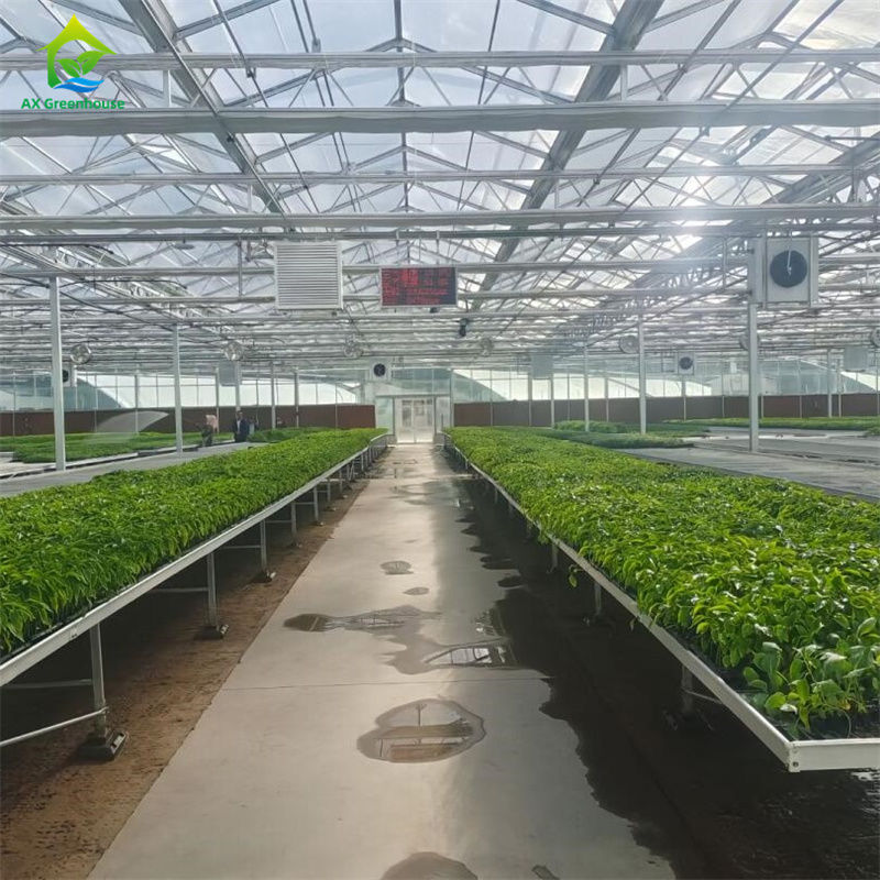 Smart Tempered Glass Transparan Green House Besar Multi-span Hot Dip Galvanized Steel PipeGlass Greenhouses Pertanian untuk Budidaya Bunga Tanaman