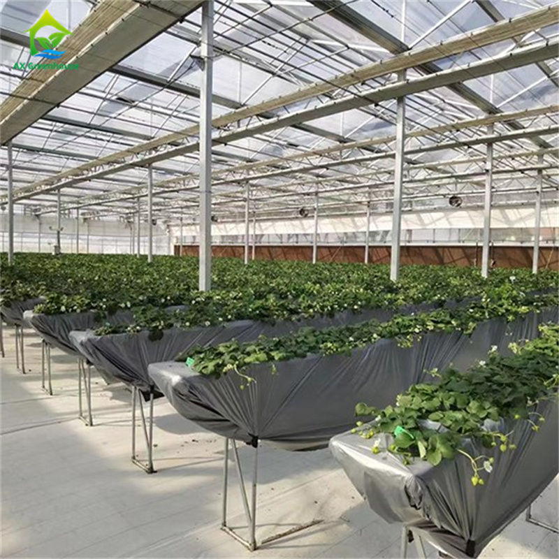 Smart Tempered Glass Transparan Green House Besar Multi-span Hot Dip Galvanized Steel PipeGlass Greenhouses Pertanian untuk Budidaya Bunga Tanaman