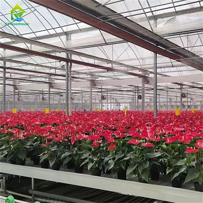 Smart Tempered Glass Transparan Green House Besar Multi-span Hot Dip Galvanized Steel PipeGlass Greenhouses Pertanian untuk Budidaya Bunga Tanaman