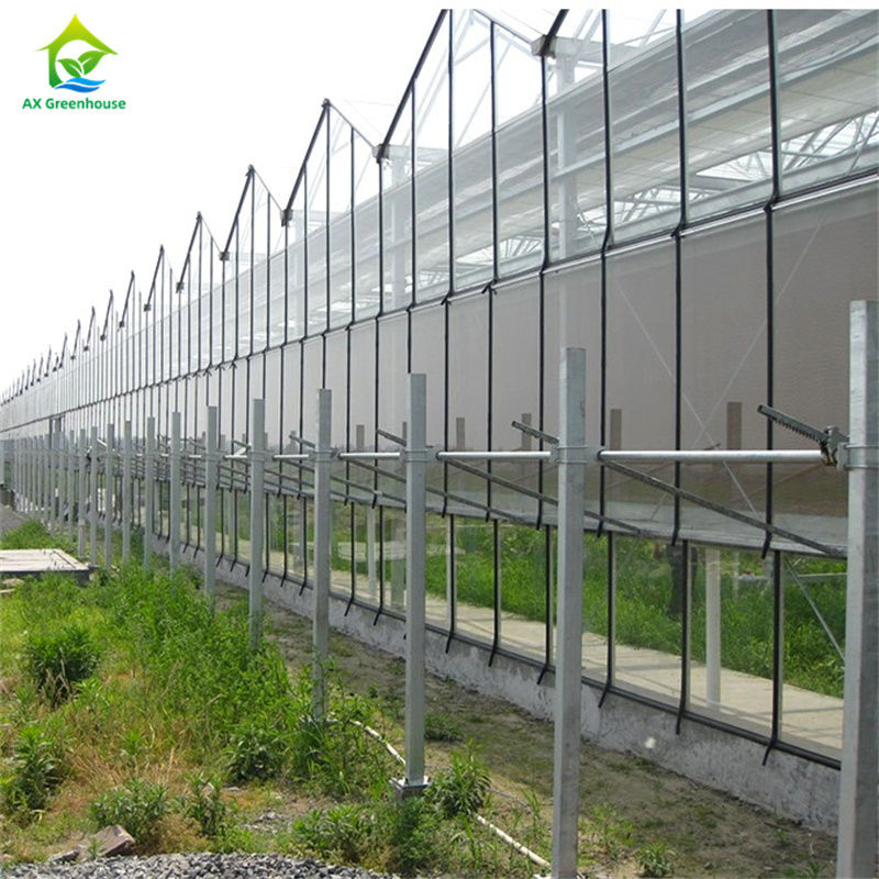 Rumah Kaca Komersial Venlo Besar Berpanjangan Berbagai Dengan Hydroponic Seedbed Untuk Tomat Strawberry