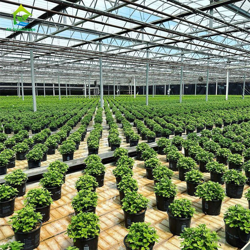 Rumah Kaca Komersial Venlo Besar Berpanjangan Berbagai Dengan Hydroponic Seedbed Untuk Tomat Strawberry