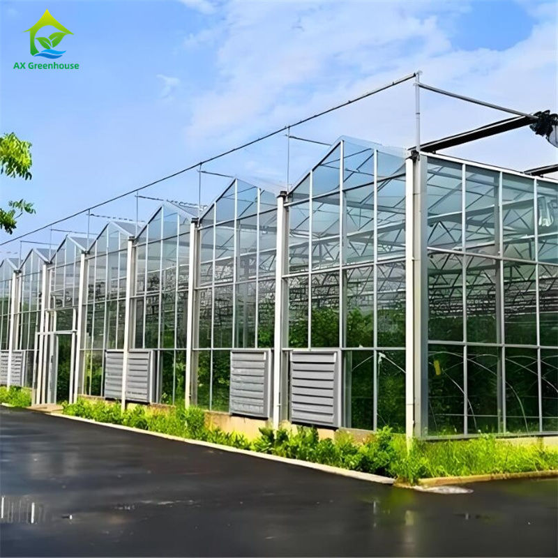 Rumah Kaca Komersial Venlo Besar Berpanjangan Berbagai Dengan Hydroponic Seedbed Untuk Tomat Strawberry