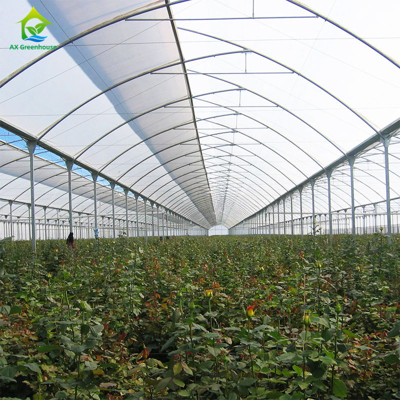 Rumah kaca film multi-span besar untuk menanam sayuran berdaun, Tomat, mentimun, paprika, terong, stroberi, semangka