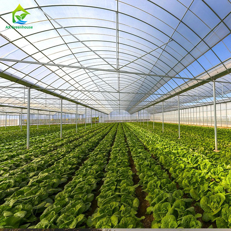 Rumah kaca film multi-span besar untuk menanam sayuran berdaun, Tomat, mentimun, paprika, terong, stroberi, semangka