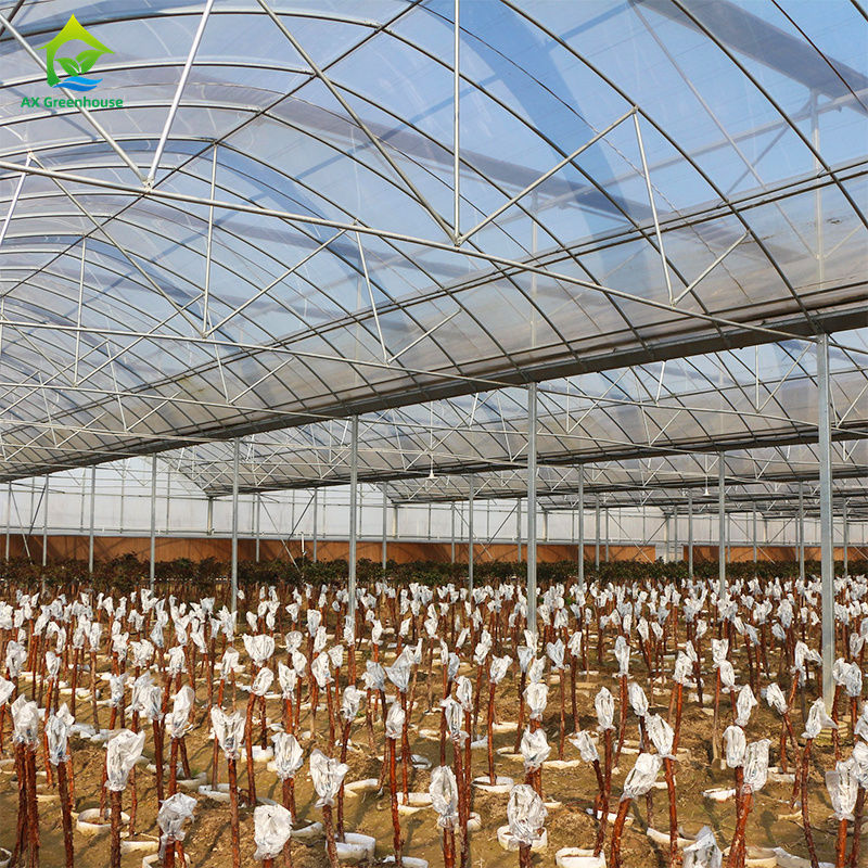 Rumah kaca film multi-span besar untuk menanam sayuran berdaun, Tomat, mentimun, paprika, terong, stroberi, semangka