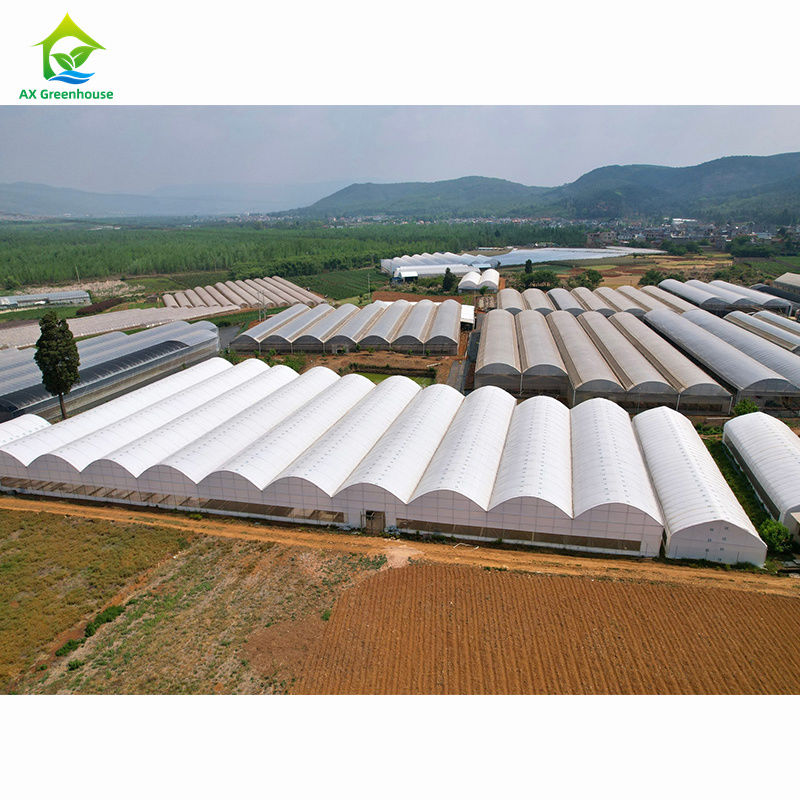 Rumah kaca multi-span pertanian skala besar | Pabrik rumah kaca profesional untuk kustomisasi massal