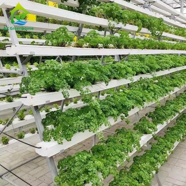 Sistem budidaya tanpa tanah rumah kaca A-frame Teknik Nutrient Film NFT Channel Efisien budidaya sayuran