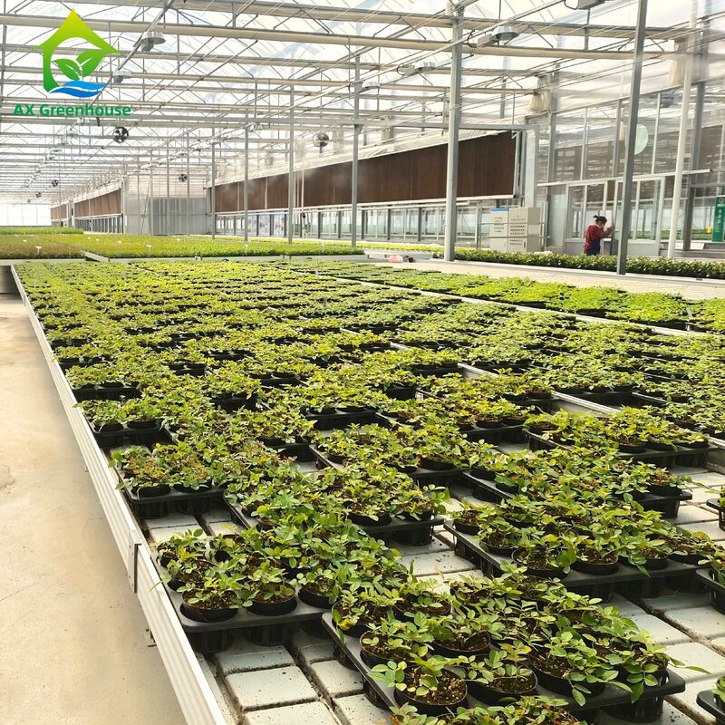 Meja Ebb & Flow Rangka Aluminium Komersial dengan Ketinggian yang Dapat Disesuaikan dan Baki PP/ABS Terintegrasi untuk Rumah Kaca