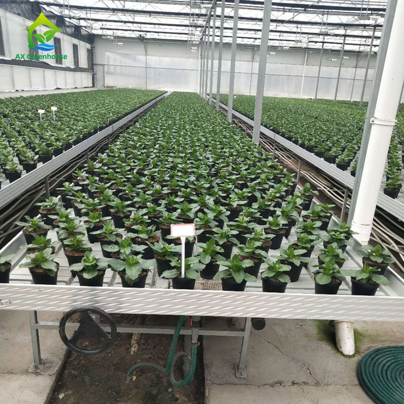 Bangku Rolling Rumah Kaca Ramah Lingkungan yang Stabil dengan Lembar Plastik ABS dan Bingkai Alloy Aluminium dalam Ukuran yang Dapat Dikustomisasi